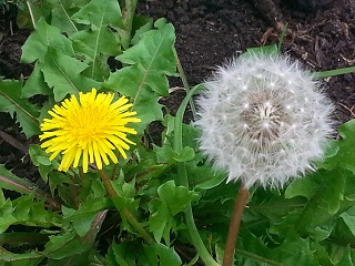 Dandelion flower and seed head