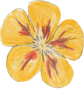 Nasturtium herb flower